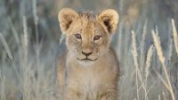 Lion Cub. Kgalagadi Transfrontier Park, South Africa.